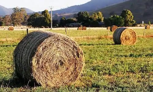 Продам сено в тюках и в рулонах