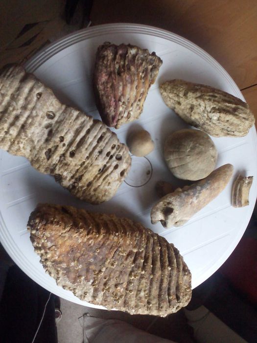 Вкаменелости от динозавър Рекс