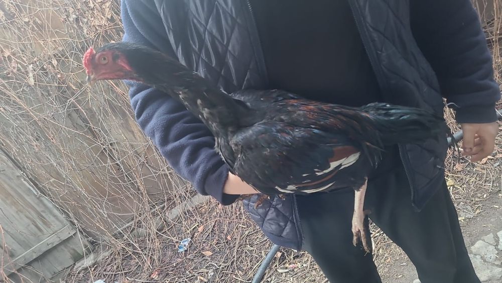 Продам Бойцовых Петухов