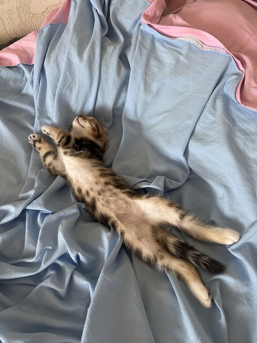 Кошечка породистая
