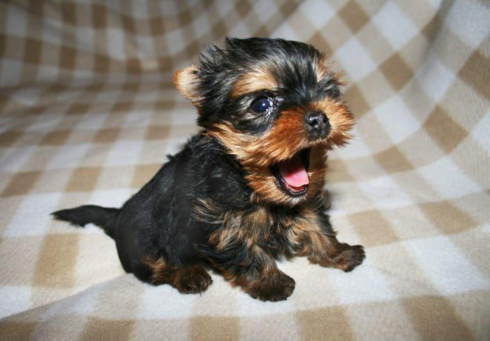 Продам щенков Йорка