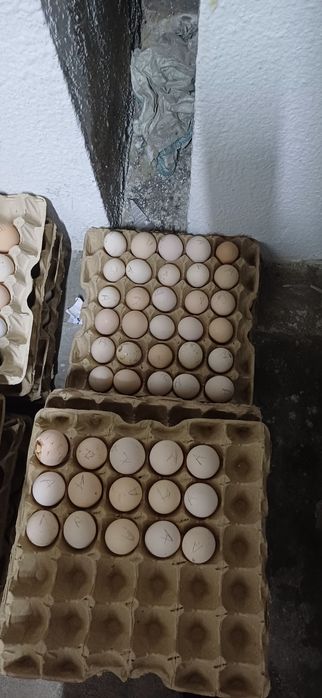 Продам домашние яйца