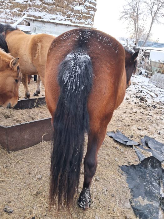 Еркек жабак сатылады