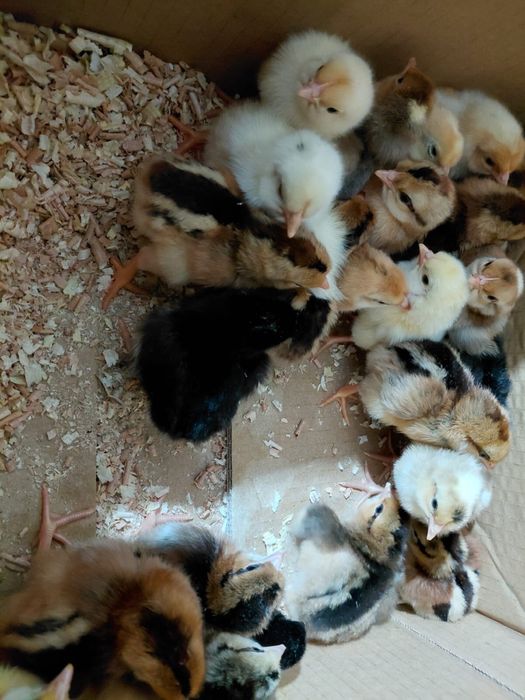 Pui de o zi disponibili