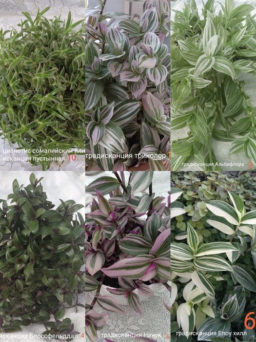 Традисканции и коллизии