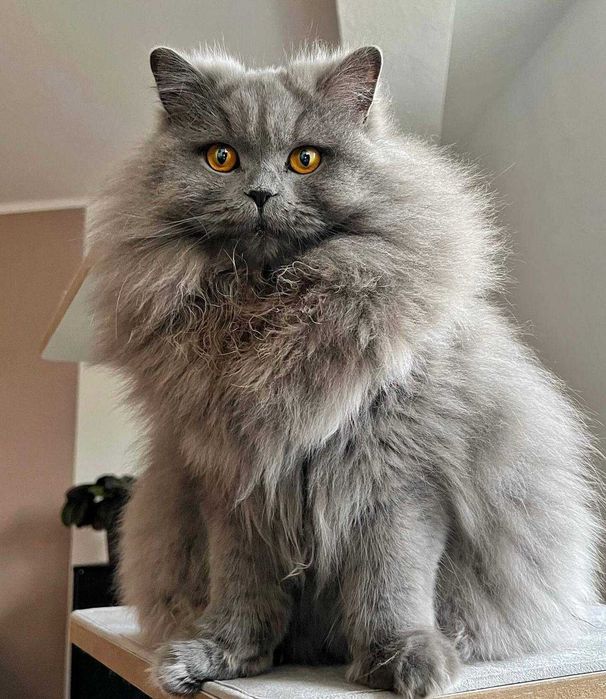 Скоттиш-фолд (Scottish Fold)