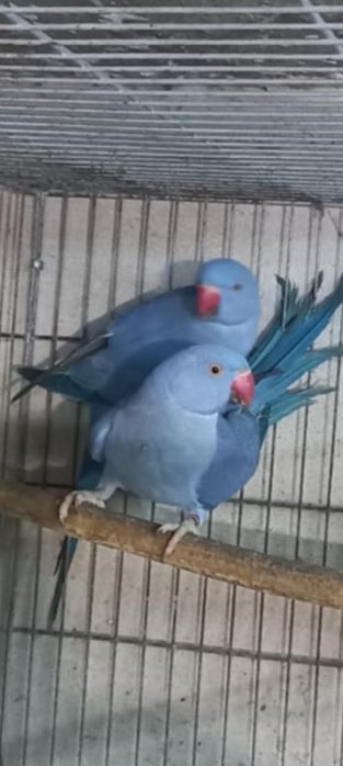 Vând micul Alexandru blânzi  și maturi  de reproducere