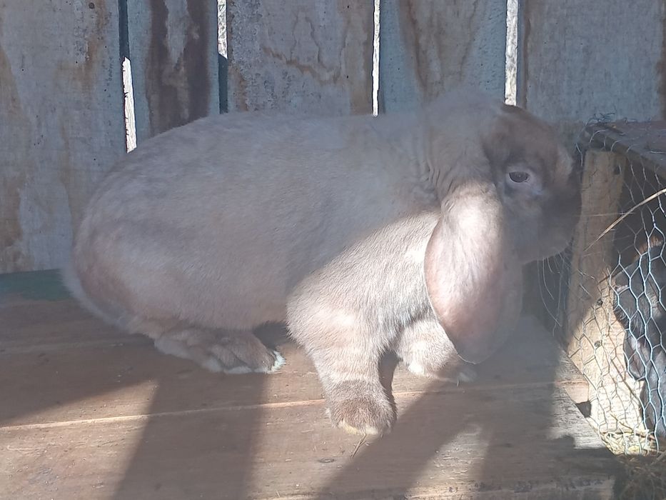 Vând iepuroi berbec german