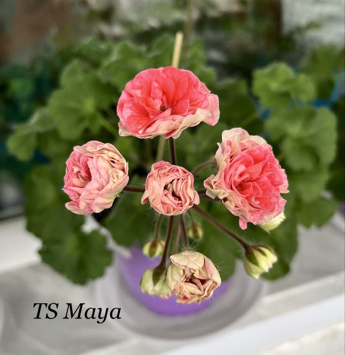 Продам черенки и стартеры сортовых пеларгоний