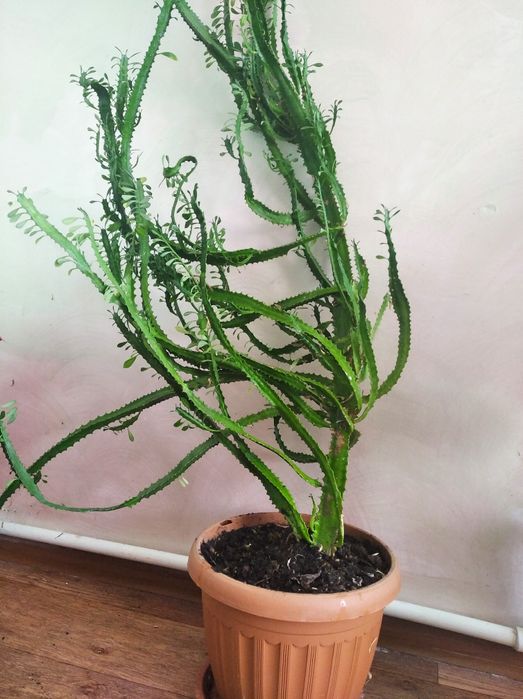 Продам комнатные цветы