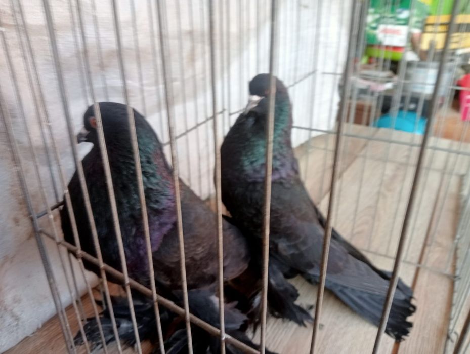 Porumbei gusati de Pomerania