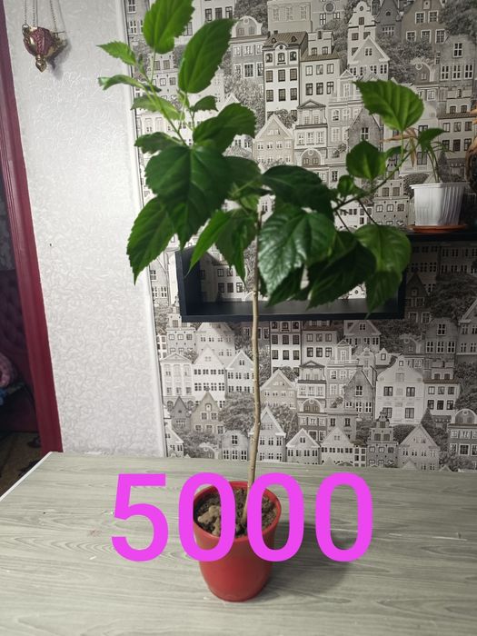 Продам цветы разные