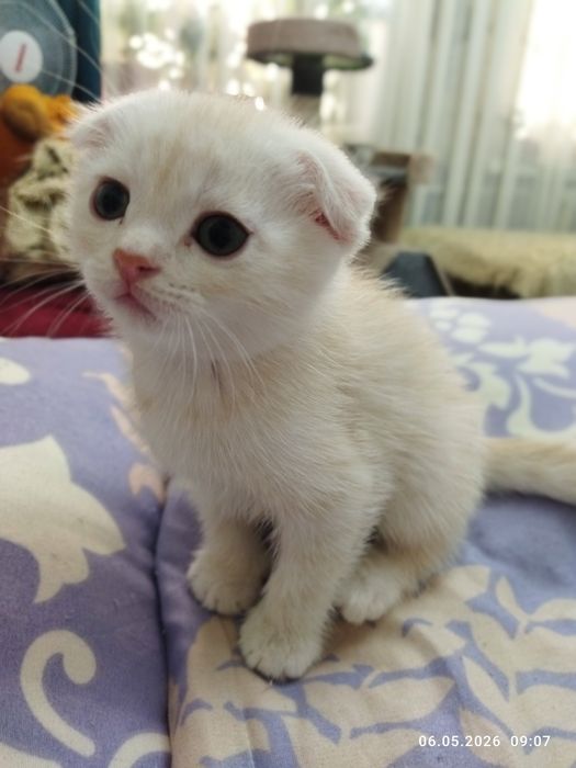 Продаются шотландские котята