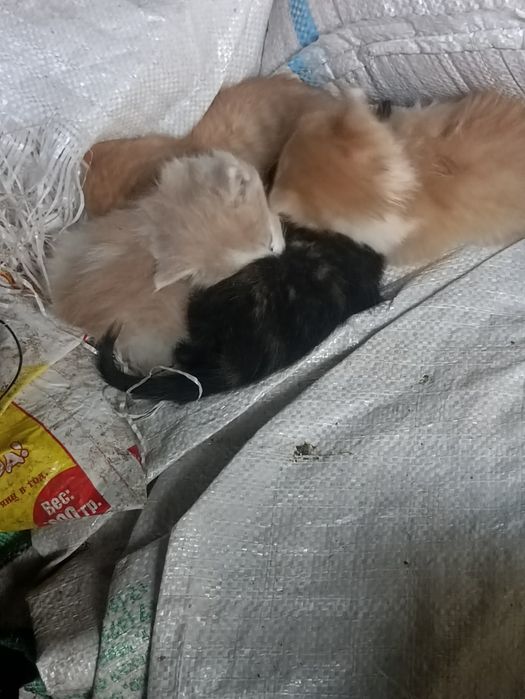 Дарю котят крысыловы