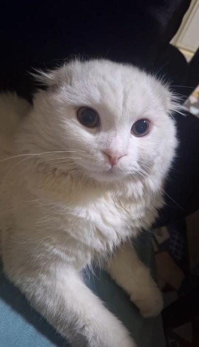 Vyazkaga erkak mushuk