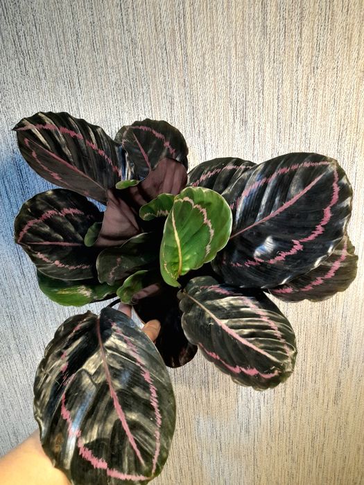 Гузмания,Каланхоэ махровый