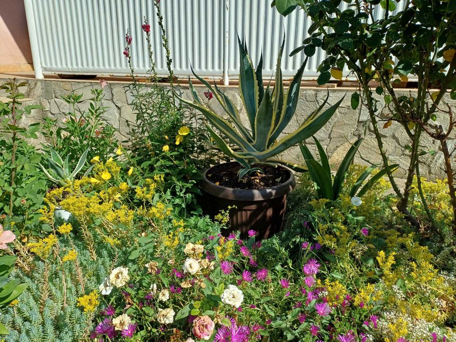 Агаве в идеално състояние