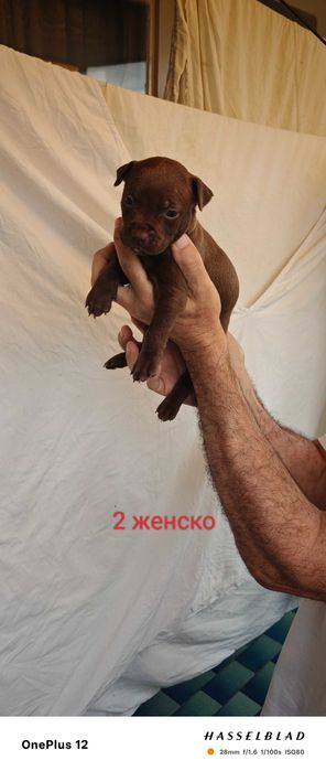 Продавам кученца питбул