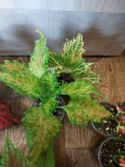 Продам колеусы по