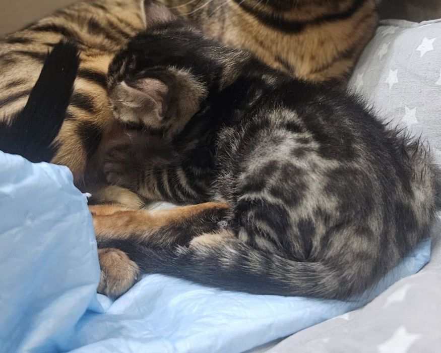 Продаётся котёнок  бенгал