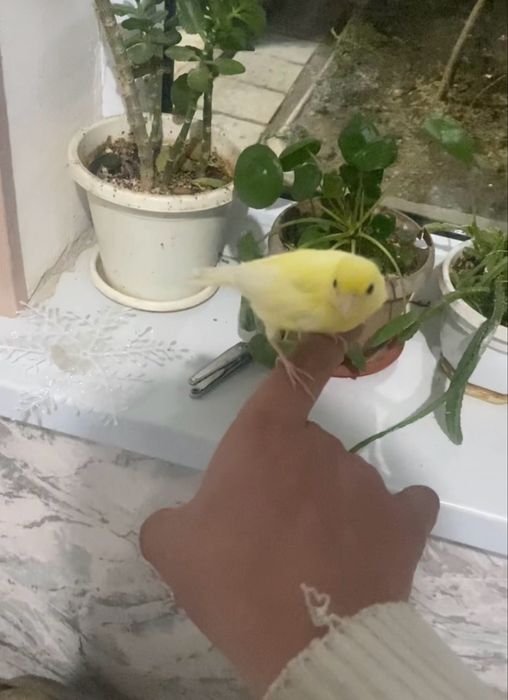 Ручной канарейки самцы дисквые