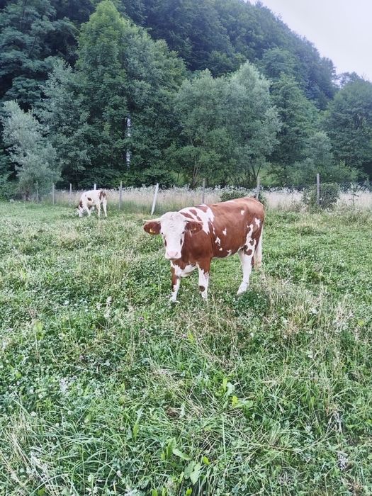 Vaci de vanzare de abator