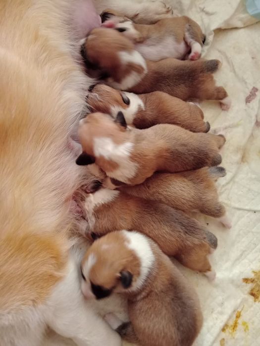 Щенки корги пемброк