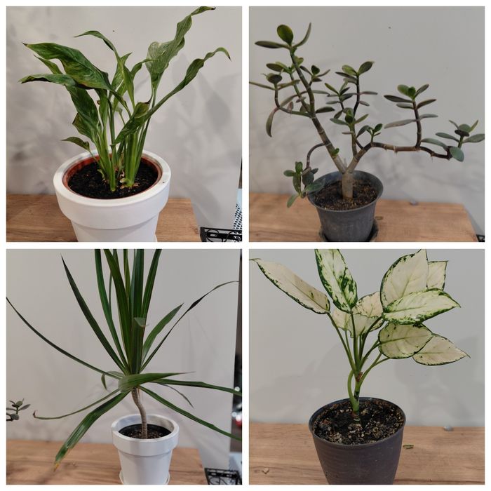 Комнатные растения