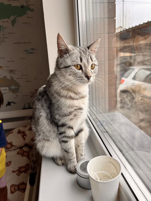 В добрые руки кошка бесплатно