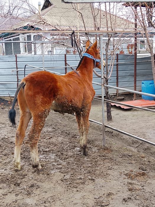 Продам жеребчика