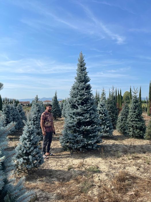 Brad argintiu și verde. Cedru pendular.