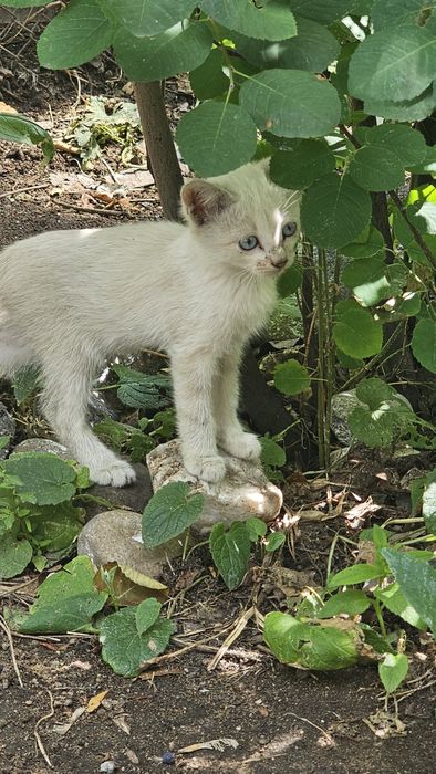 котята крысыловы