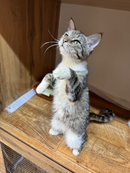 Котенок девочка 6 месяцев ищет дом!!!