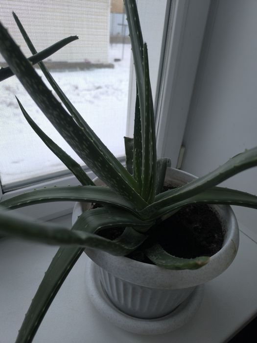 Алое вера   от 2000 тыс