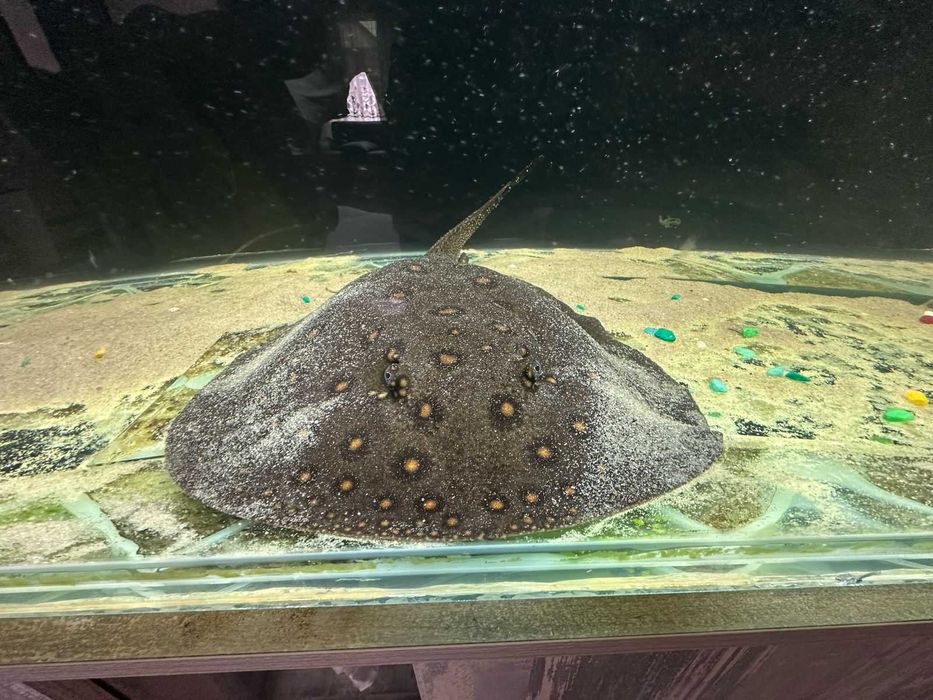 Аквариум продаю 800л