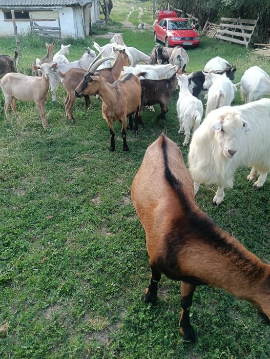 Vând țapii și iezi