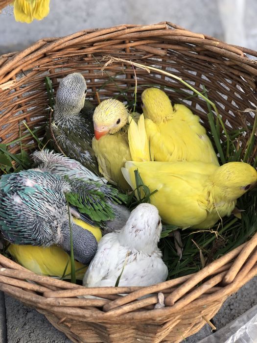 Papagali blanzi de la crescatorie pui Micul Alexandru Alexander