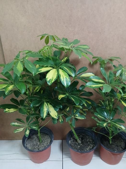 Шефлера высота 45-50см