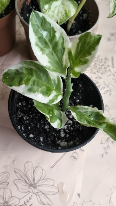 Цветы укорененные