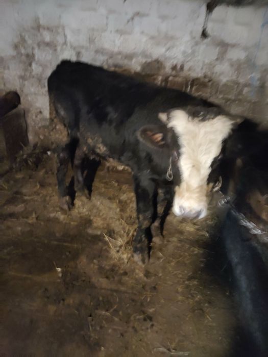 Vand tauras ,detalii mai multe o sa primiti la nr de telefon 074337543