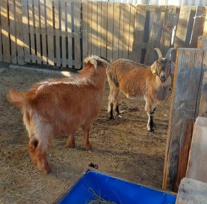 Ешкілер сатылады. Бағасы екеуі 100000