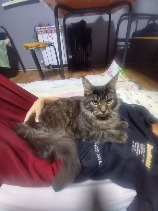 Продам Мейн күн кот