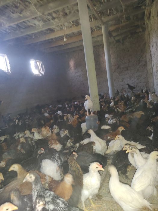 Jaydari jo'jalar tuxumga go'shga barakali zotlari