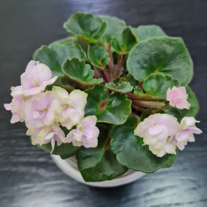 Продам цветущие фиалки