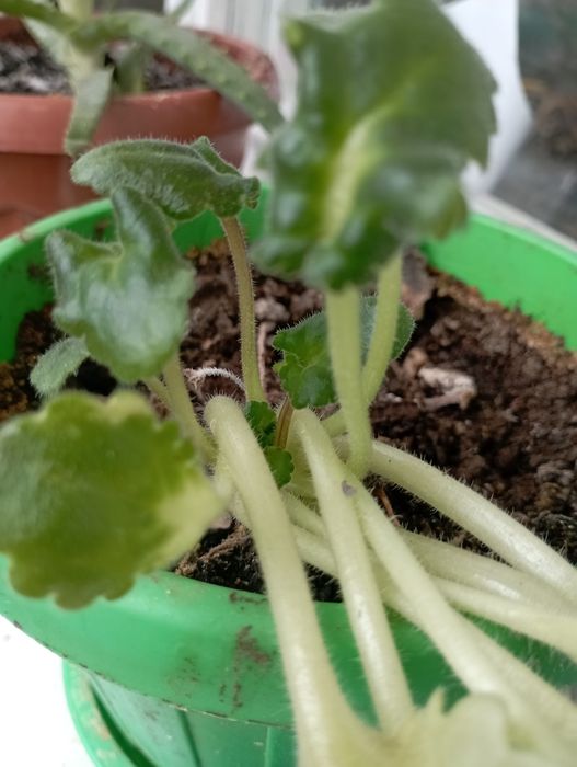 Цветы на продажу