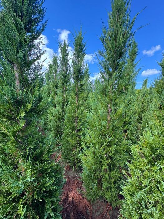 Tuia  leylandi  plante  bambus