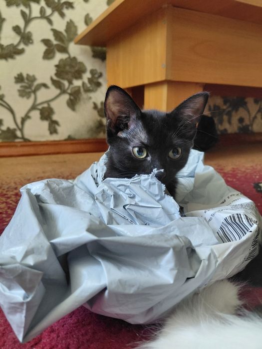 Игривые котята в добрые руки