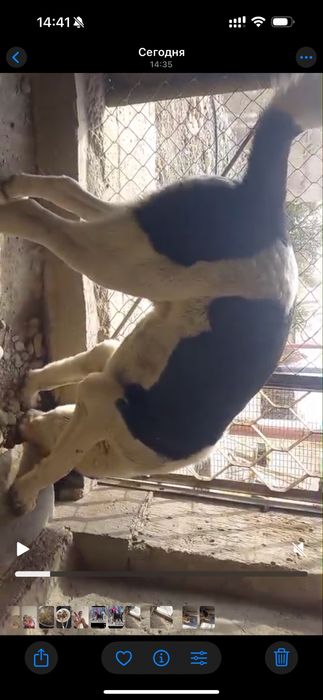 Продается Алабай Буч !молодой Щенок