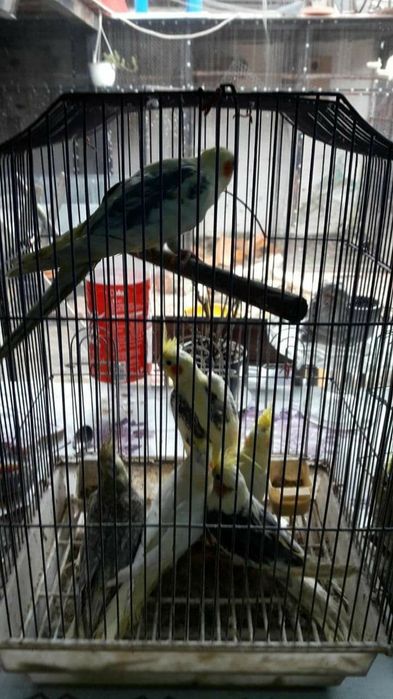 Perusi nimfe zebre australiene hamsteri veverite gerbili