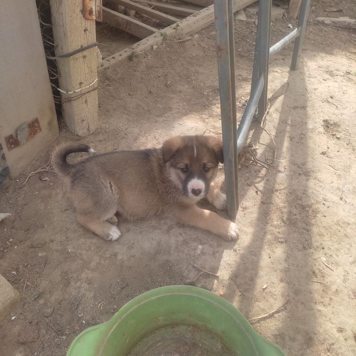 Щенки в добрые руки